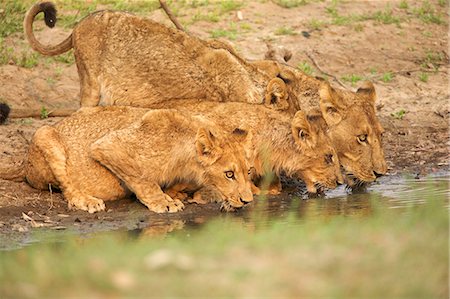 simsearch:649-07596557,k - Lioness and young cubs - Panthera leo - drinking at stream Stock Photo - Premium Royalty-Free, Code: 649-07596553