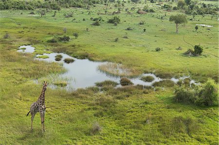 Aerial view of giraffe, Okavango Delta, Chobe National Park, Botswana, Africa Stock Photo - Premium Royalty-Free, Code: 649-07596634