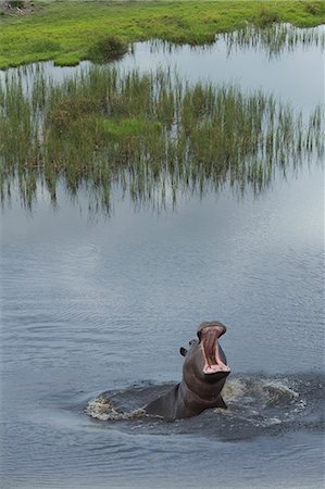 simsearch:649-07596508,k - Aerial view of hippopotamus, Okavango Delta, Chobe National Park, Botswana, Africa Photographie de stock - Premium Libres de Droits, Code: 649-07596636