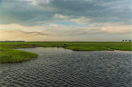 delta - Water and grassland, Kasane, Chobe National Park, Botswana, Africa Stockbilder - Premium RF Lizenzfrei, Bildnummer: 649-07596639