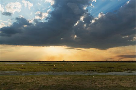 Swampland, Kasane, Chobe National Park, Botswana, Africa Foto de stock - Sin royalties Premium, Código: 649-07596641