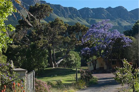 south africa scene tree - View of tranquil rural village, South Africa Photographie de stock - Premium Libres de Droits, Code: 649-07647986