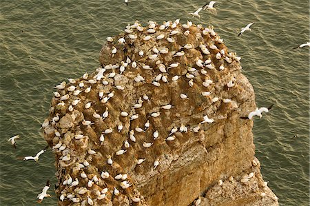 seagull looking down - Gannets on rock, Bempton, Yorkshire, England Stock Photo - Premium Royalty-Free, Code: 649-07648179