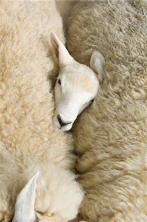 drei tiere - Overhead view of lambs head between two sheep Stockbilder - Premium RF Lizenzfrei, Bildnummer: 649-07648464