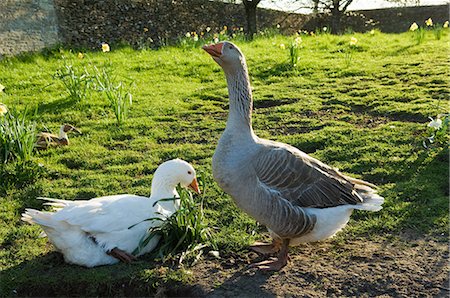 simsearch:649-07238939,k - Two farm geese in sunlit field Foto de stock - Royalty Free Premium, Número: 649-07648460