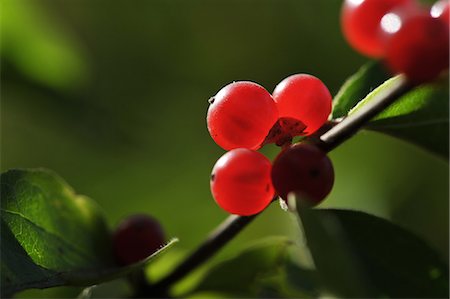 Close up of red berries on twig Photographie de stock - Premium Libres de Droits, Code: 649-07648627