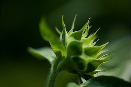 flower bud - Close up of green flower bud Stock Photo - Premium Royalty-Free, Code: 649-07648635