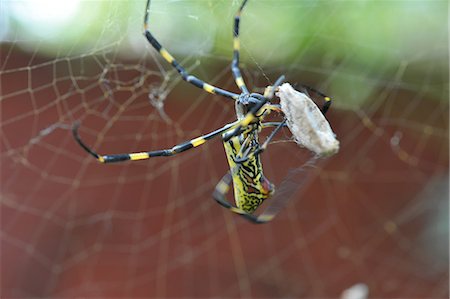 Close up of spider and caught insect in web Stock Photo - Premium Royalty-Free, Code: 649-07648636