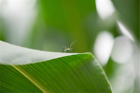 extreme close up bugs - Close up of spider on leaf Stock Photo - Premium Royalty-Free, Code: 649-07648637