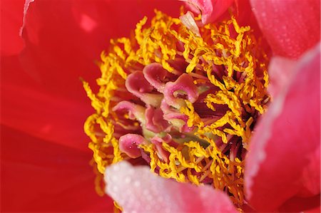 emerging - Macro photography of pink petaled flower with yellow stamen Stock Photo - Premium Royalty-Free, Code: 649-07648639