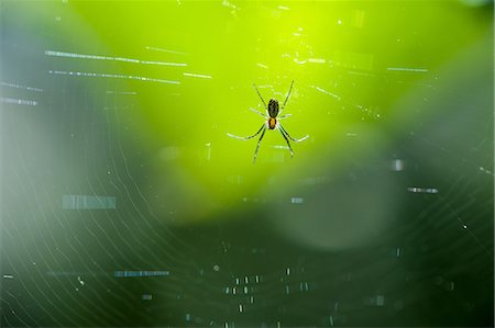 Close up of spider in web Photographie de stock - Premium Libres de Droits, Code: 649-07648633