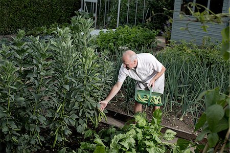 simsearch:649-07280490,k - Senior man selecting vegetables for harvest in vegetable garden Stock Photo - Premium Royalty-Free, Code: 649-07736975