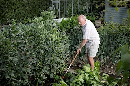 standing line up people side - Senior man raking his vegetable garden Stock Photo - Premium Royalty-Free, Code: 649-07736973