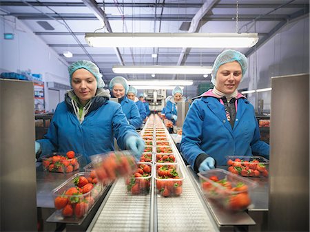 Female workers packing fresh strawberries into trays on fruit farm Photographie de stock - Premium Libres de Droits, Code: 649-07760918