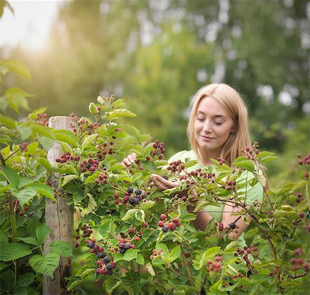 ernte - Working picking blackberries on fruit farm Stockbilder - Premium RF Lizenzfrei, Bildnummer: 649-07760922
