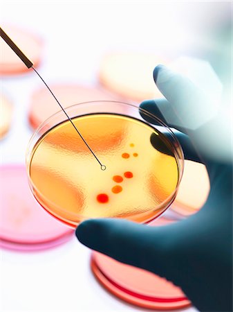 Close up of male scientist hand inoculating a series of agar plates with bacteria in microbiology lab Photographie de stock - Premium Libres de Droits, Code: 649-07804029