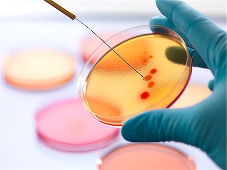 scientist laboratory examining - Close up of male scientist hand inoculating an agar plates with bacteria in microbiology lab Stock Photo - Premium Royalty-Free, Code: 649-07804030