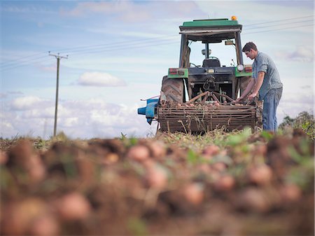Farmer sorting crop of organic potatoes Stock Photo - Premium Royalty-Free, Code: 649-07804281