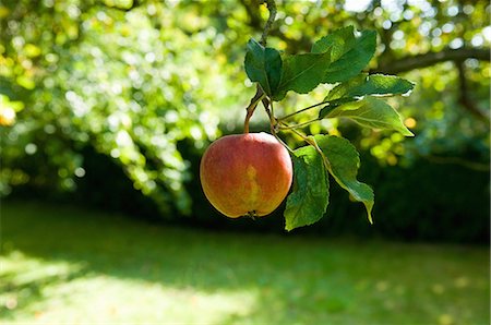 Ripe apple on tree in fruit orchard Fotografie stock - Premium Royalty-Free, Codice: 649-07804693