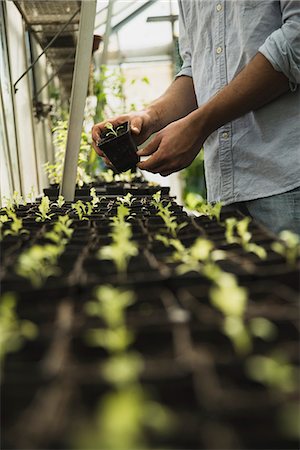 Gardener working in greenhouse Stock Photo - Premium Royalty-Free, Code: 649-07803543