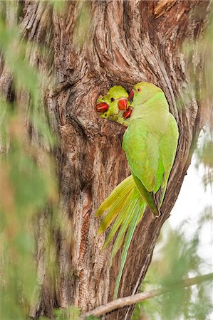 Wild Rose-ringed Parakeet (Psittacula krameri), Israel Stock Photo - Premium Royalty-Free, Code: 649-07803630