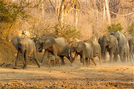 Herd of african elephants (Loxodonta africana) rushing to waterhole, Mana Pools National Park, Zimbabwe Foto de stock - Sin royalties Premium, Código: 649-07803729