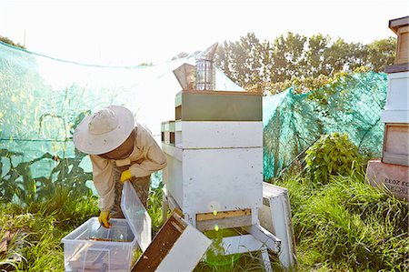 simsearch:614-08826902,k - Female beekeeper putting honeycomb trays into plastic container on city allotment Foto de stock - Sin royalties Premium, Código: 649-07803951