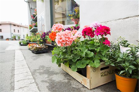 sidewalk not people - Potted plants and crates of flowers on tarmac kerb outside florist shop, Suno, Novara, Italy Stock Photo - Premium Royalty-Free, Code: 649-07904978