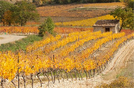 france countryside hills - Vineyard in autumn, Provence, France Stock Photo - Premium Royalty-Free, Code: 649-07905061