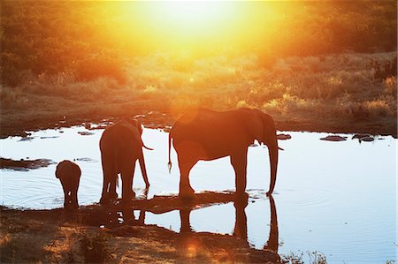 Silhouetted african elephants at waterhole, Etosha National Park, Namibia Stock Photo - Premium Royalty-Free, Code: 649-07905405