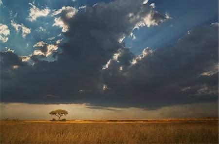 simsearch:649-07596632,k - Storm clouds over plains, Etosha National Park, Namibia Photographie de stock - Premium Libres de Droits, Code: 649-07905407