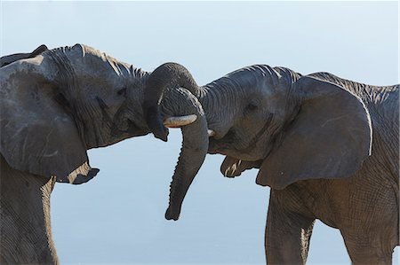 simsearch:649-07596508,k - Two african elephants fighting, Etosha National Park, Namibia Photographie de stock - Premium Libres de Droits, Code: 649-07905401