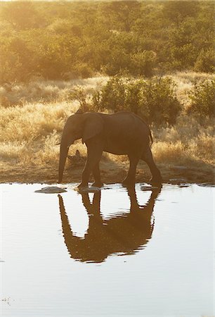 simsearch:649-07596647,k - African elephant drinking at waterhole, Etosha National Park, Namibia Foto de stock - Sin royalties Premium, Código: 649-07905402