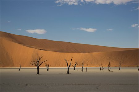 simsearch:649-07596633,k - Clay pan with distant dead trees and sand dunes, Deaddvlei, Sossusvlei National Park, Namibia Foto de stock - Sin royalties Premium, Código: 649-07905417