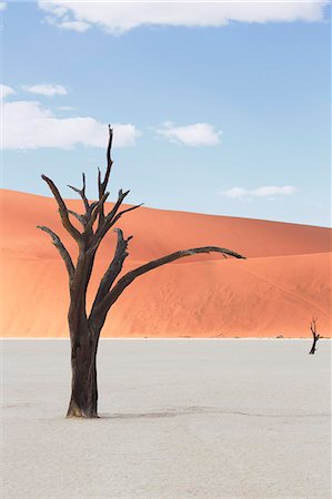 simsearch:841-07081710,k - Dead tree on clay pan, Deaddvlei, Sossusvlei National Park, Namibia Foto de stock - Royalty Free Premium, Número: 649-07905412