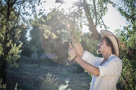 sardinia rural - Olive grower working in olive grove, Cagliari, Sardinia, Italy Foto de stock - Sin royalties Premium, Código: 649-07905485