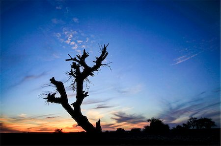 dead tree in desert - Dry parched tree in a desert landscape at sunset Stock Photo - Premium Royalty-Free, Code: 649-07905560