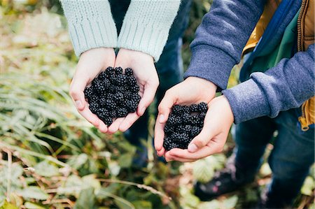 Two people holding blackberries in cupped hands Stock Photo - Premium Royalty-Free, Code: 649-07905758