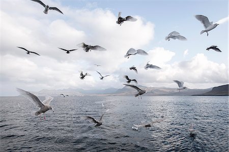 simsearch:400-04448302,k - Gulls flying over sea Stockbilder - Premium RF Lizenzfrei, Bildnummer: 649-08004138