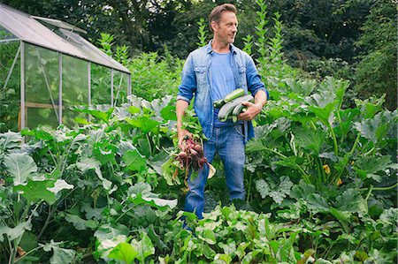 simsearch:649-08004126,k - Man picking courgettes and beetroot on allotment Foto de stock - Sin royalties Premium, Código: 649-08004275