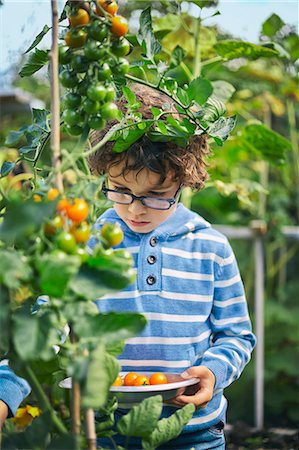 Boy picking cherry tomatoes on allotment Stock Photo - Premium Royalty-Free, Code: 649-08004272