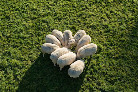 simsearch:649-07239641,k - Flock of sheep huddled together, elevated view Photographie de stock - Premium Libres de Droits, Code: 649-08060311
