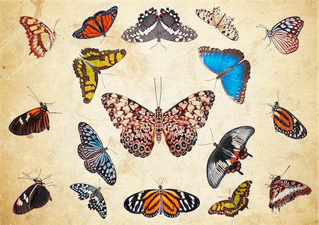 Symmetrical display of a group of butterflies Stock Photo - Premium Royalty-Free, Code: 649-08060557