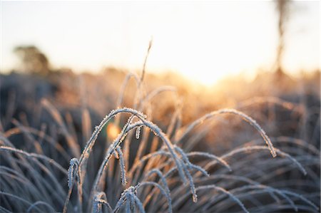 Frost covered plant in sunlight Photographie de stock - Premium Libres de Droits, Code: 649-08060852