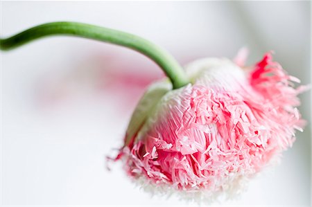 roses wilting - Pink flower Foto de stock - Sin royalties Premium, Código: 649-08060869