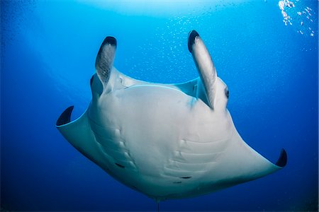 Reef manta ray (Manta alfredi) swimming around an underwater pinnacle north of the Yucatan Peninsula, Cabo Catoche, Quintana Roo, Mexico Stock Photo - Premium Royalty-Free, Code: 649-08084648