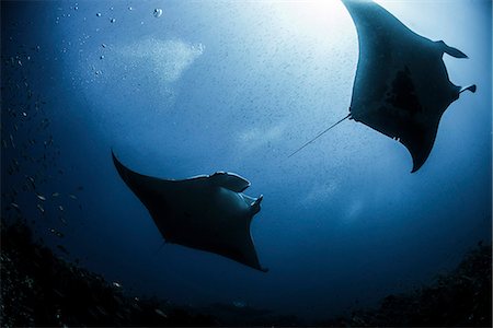 Silhouetted reef manta rays (Manta alfredi) swimming around an underwater pinnacle north of the Yucatan Peninsula, Cabo Catoche, Quintana Roo, Mexico Foto de stock - Sin royalties Premium, Código: 649-08084649