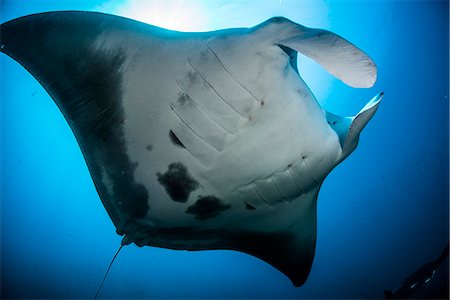 simsearch:649-08380883,k - Low angle view of reef manta ray (Manta alfredi) swimming around an underwater pinnacle north of the Yucatan Peninsula, Cabo Catoche, Quintana Roo, Mexico Photographie de stock - Premium Libres de Droits, Code: 649-08084650