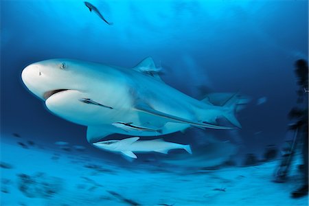 Bull sharks (Carcharhinus leucas) migrate through the yucatan peninsula from central america in the winter months, Playa del Carmen, Quintana Roo, Mexico Foto de stock - Sin royalties Premium, Código: 649-08084661