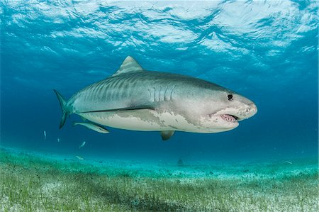 requin - Tiger shark (Galeocerdo cuvier) swimming in the reefs north of the Bahamas in the Caribbean Photographie de stock - Premium Libres de Droits, Code: 649-08085144